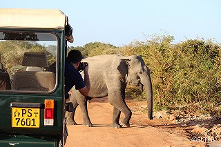 ss-c SLTPB Yala National Park 05