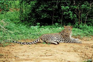 ss-c SLTPB yala national park 01