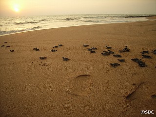 ss-c sdc Sea turtle hatchery