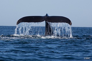 ss-c sdc whale watching