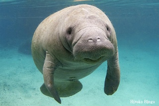 ORL-manatee2