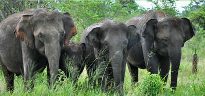 sudawalawe-national-park-elephant-10